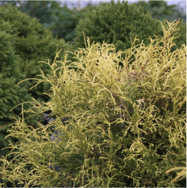 Golden Mop Threadleaf False Cypress 2G