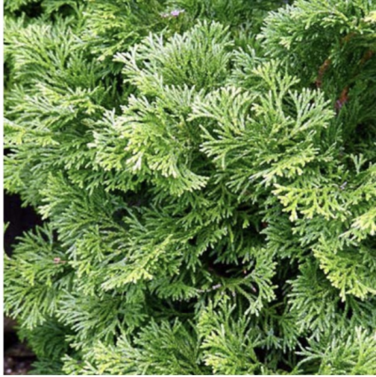 Dwarf Hinoki Standard False Cypress 12"