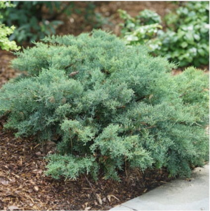 Montana Moss Juniper 3-5G