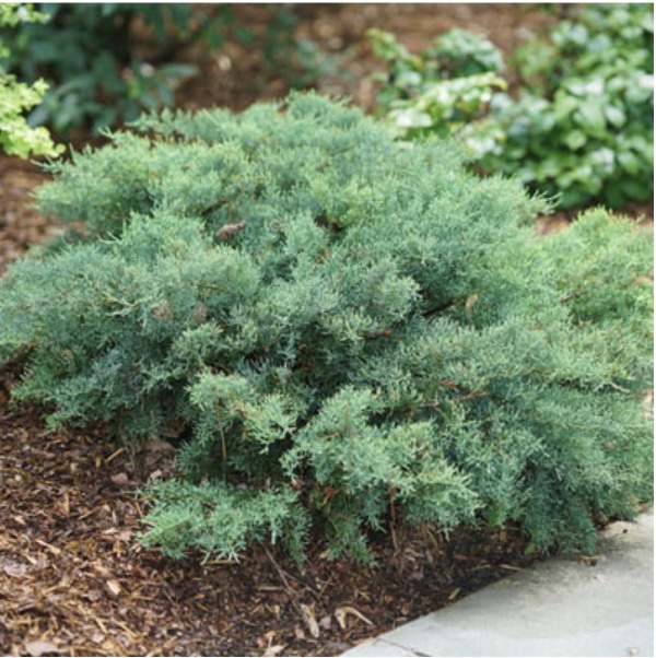 Montana Moss Juniper 2G