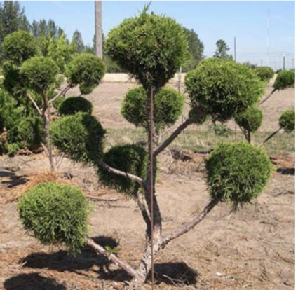 Sea Green Pom Juniper 5-6'