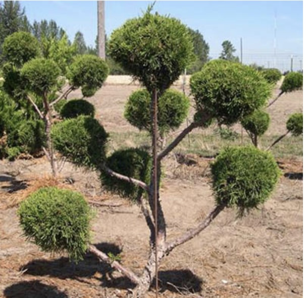 Sea Green Pom Juniper 4-5'