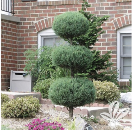 Blue Point 3 Tier Poodle Juniper 8"