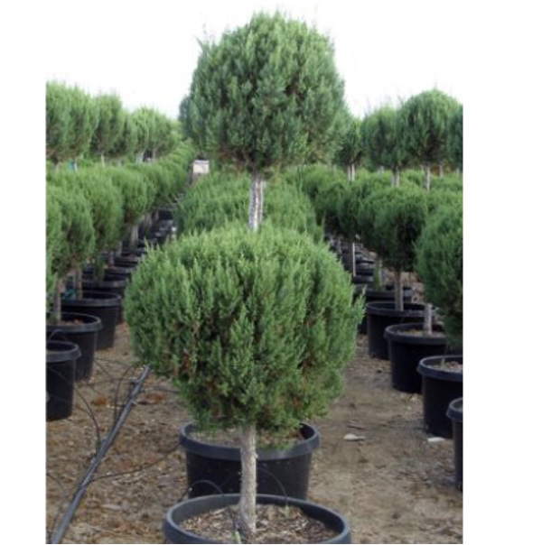 Blue Point 2-Tier Juniper 5G