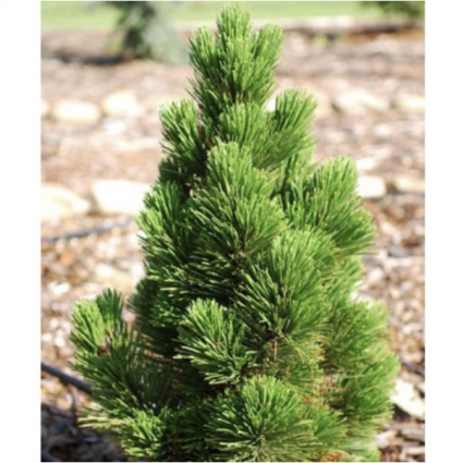 Bosnian Gem Compact Pine 24"