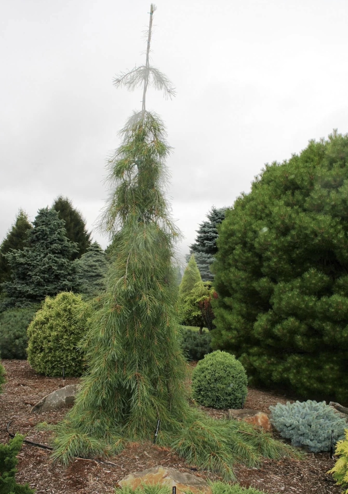 Angel Falls White Pine 15G