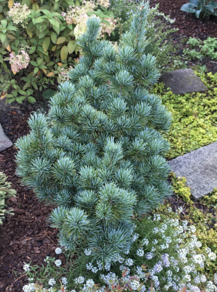 Aoi Japanese White Pine 1G