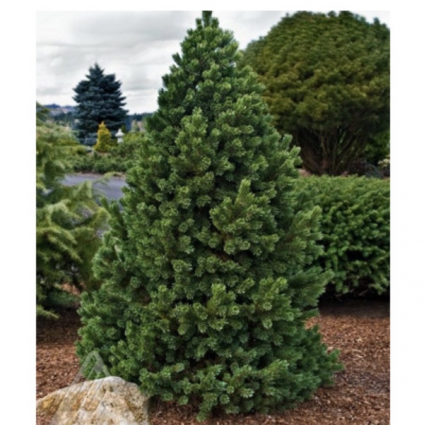 Formal Form Bristlecone Pine 15G