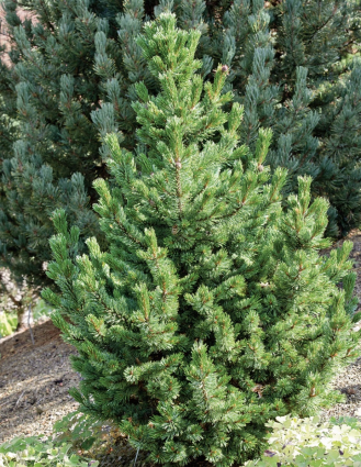 Bristlecone Horstmann Pine 5G