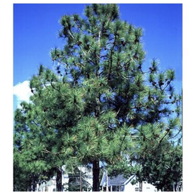 Loblolly Pine 7G