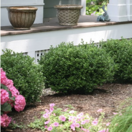 Sprinter® Boxwood 2G