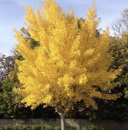 Presidential Gold Ginkgo 1.5"