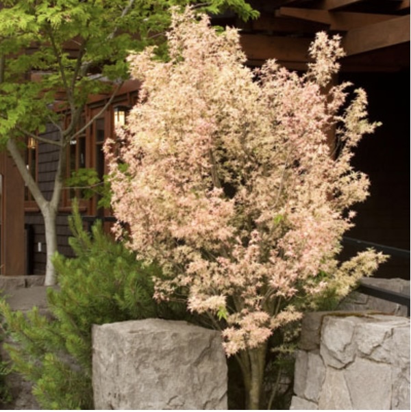 Japanese Butterfly Maple 15G