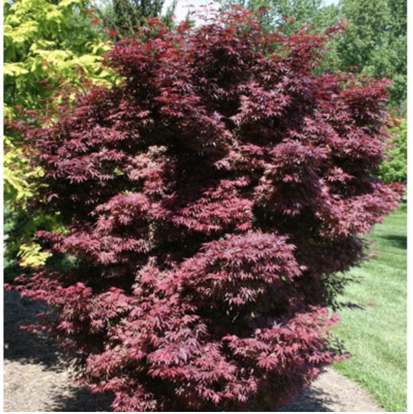 Elizabeth Japanese Maple 24"