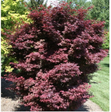 Elizabeth Japanese Maple 30"