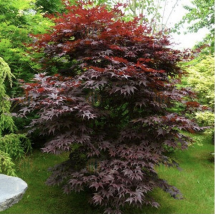 Bloodgood Japanese Maple 6'