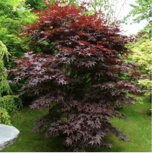 Bloodgood Japanese Maple 5'