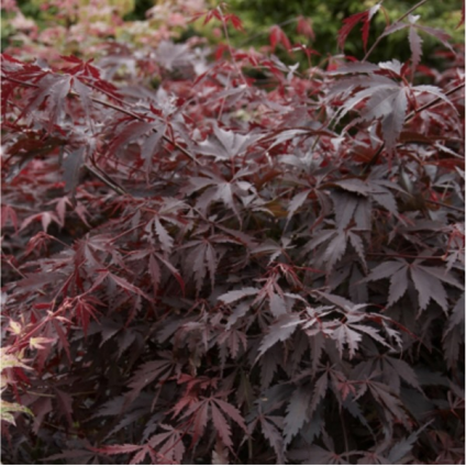 Burgundy Lace Japanese Maple 7G