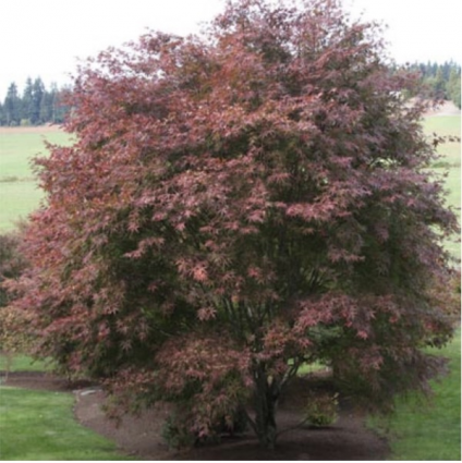 Beni Otake Japanese Maple 10G