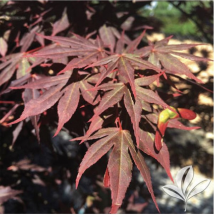 Dragon Tears Japanese Maple  7G