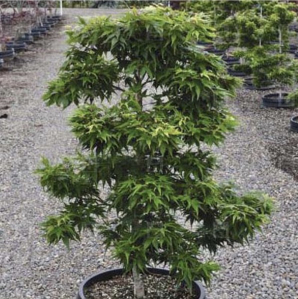 Mikawa Yatsubusa Japanese Maple 5G