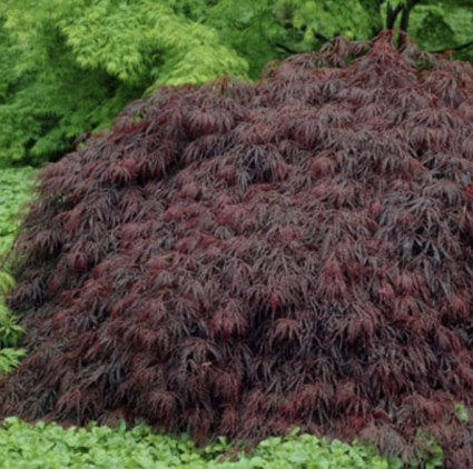 Crimson Queen Japanese Maple 36