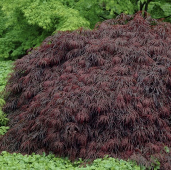 Crimson Queen Japanese Maple 30"