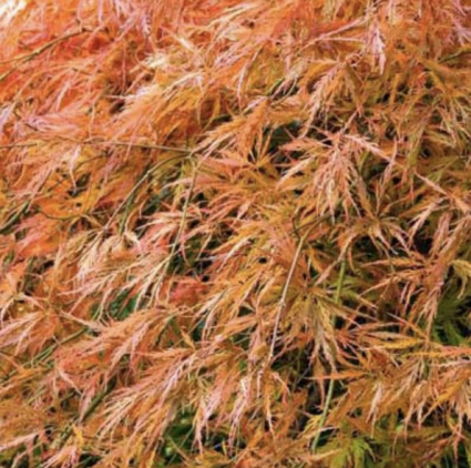 Orangeola Japanese Maple  6-7G