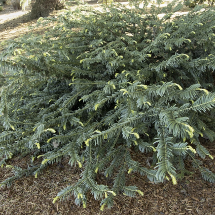 Duke Gardens Japanese Plum Yew 3-5G