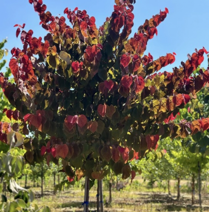 Hearts A'Fire RedBud 10G
