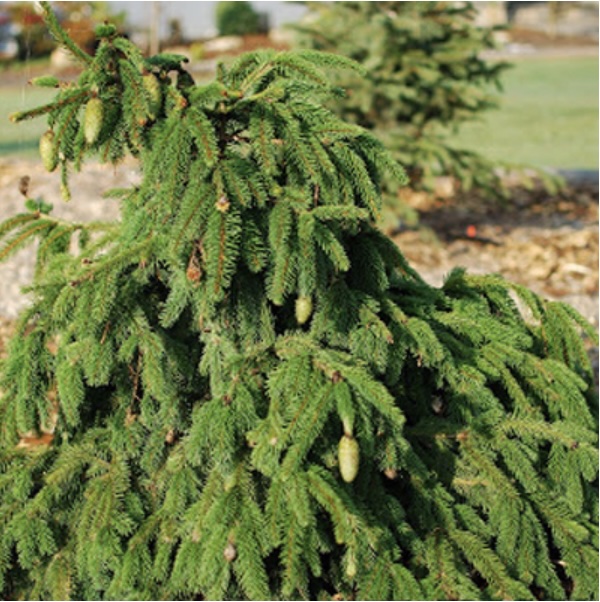 Acrocona Norway Spruce 3'