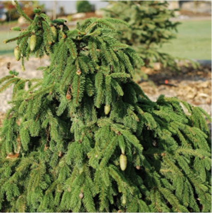 Acrocona Norway Spruce 3'