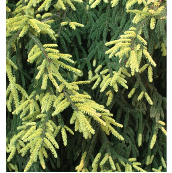 Aureospicata Oriental Spruce 8'