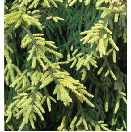 'Aureospicata Oriental Spruce 7'