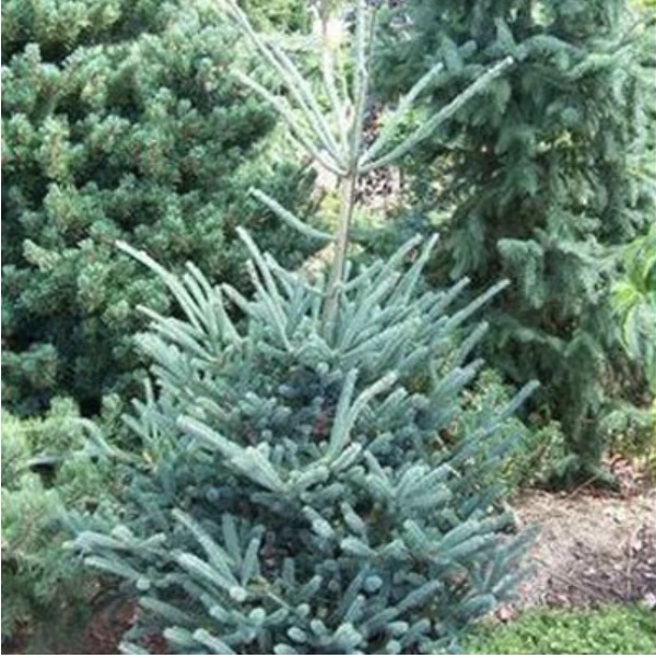 Deer Run Oriental Spruce 15G