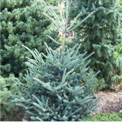 Deer Run Oriental Spruce 6'