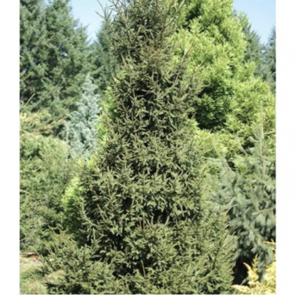 Gowdy Oriental Spruce  10G 