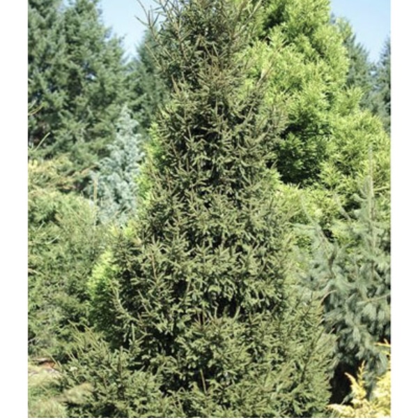 Gowdy Oriental Spruce 4'