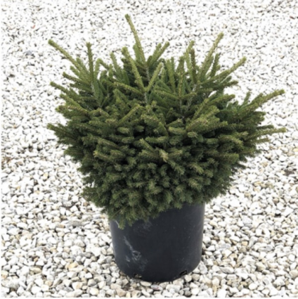 Bergmans's Gem Spruce 3-5G