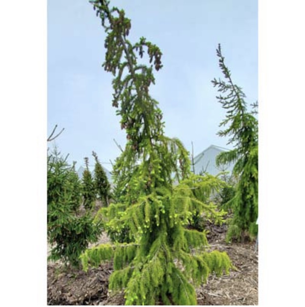 Sky Trails Spruce 20G