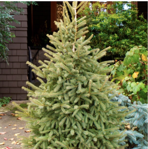 Black Hills Spruce 6'