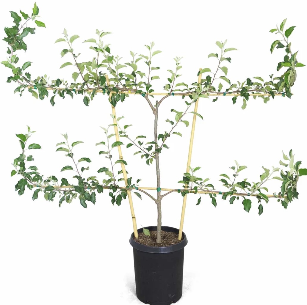 3-Tier Espalier 'Fuji' Apple Tree  20G