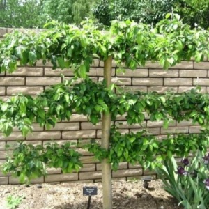 Gravenstein Espalier Apple Tree  1.5"