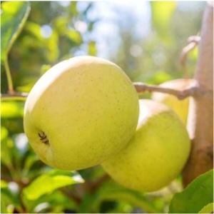 Yellow Delicious Espaliered Apple Tree  1.5"