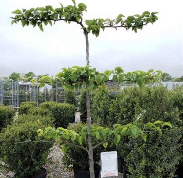 Asian Shinseki Espaliered Pear Tree  1"