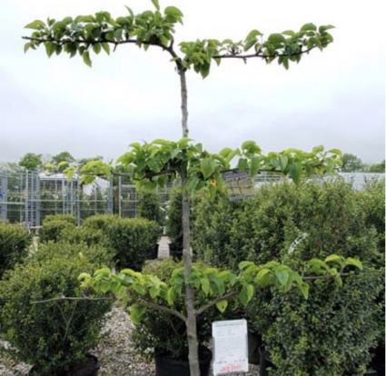 Asian Shinseki Espaliered Pear Tree  1"