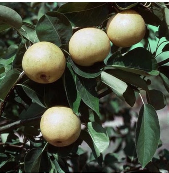 Twentieth Century Espaliered Pear Tree  1.5"