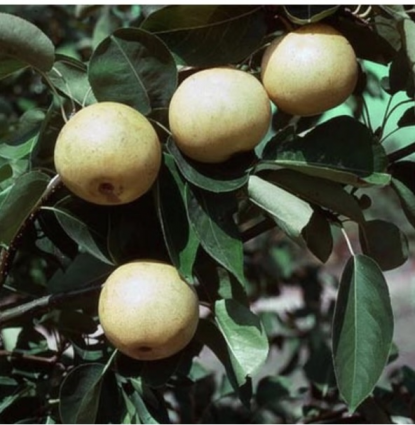 Twentieth Century Espaliered Pear Tree  1.5"