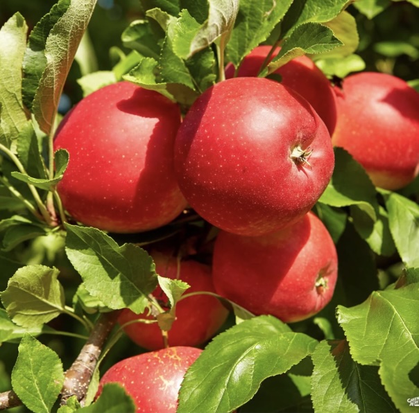 APPLE, MCINTOSH ESPALIER 20 GAL