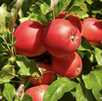 McIntosh Espalier Apple Tree 1.5"